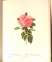 Zauber der Rose 13/24